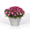 Dianthus Dart Pink Magic
