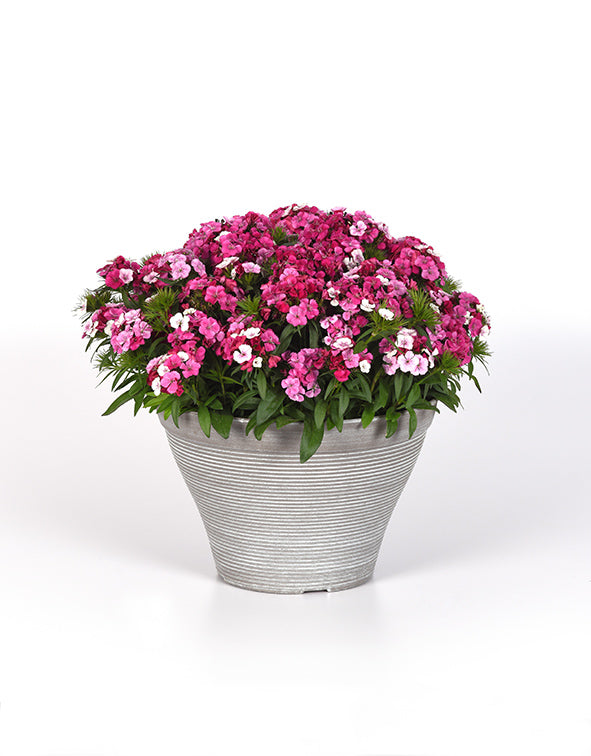 Dianthus Dart Pink Magic