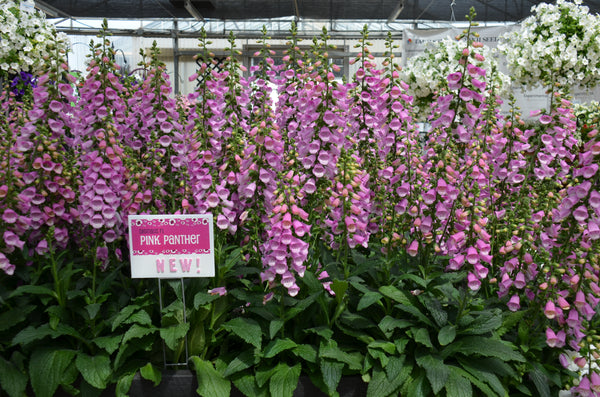 Digitalis Pink Panther F1 Hybrid – Egmont Seeds