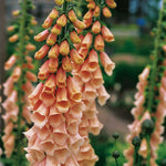 Digitalis Apricot Beauty
