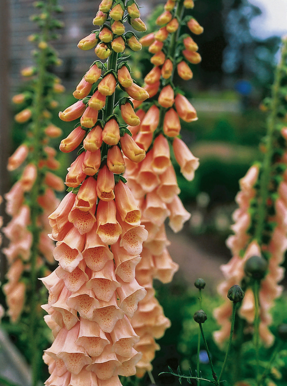 Digitalis Apricot Beauty