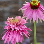 Echinacea Super-Duper