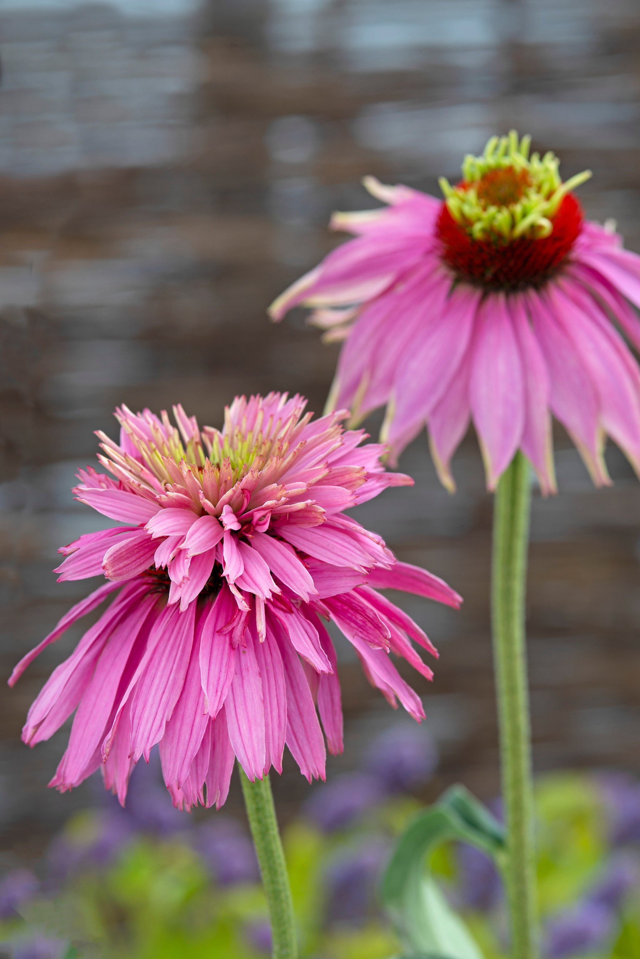 Echinacea Super-Duper