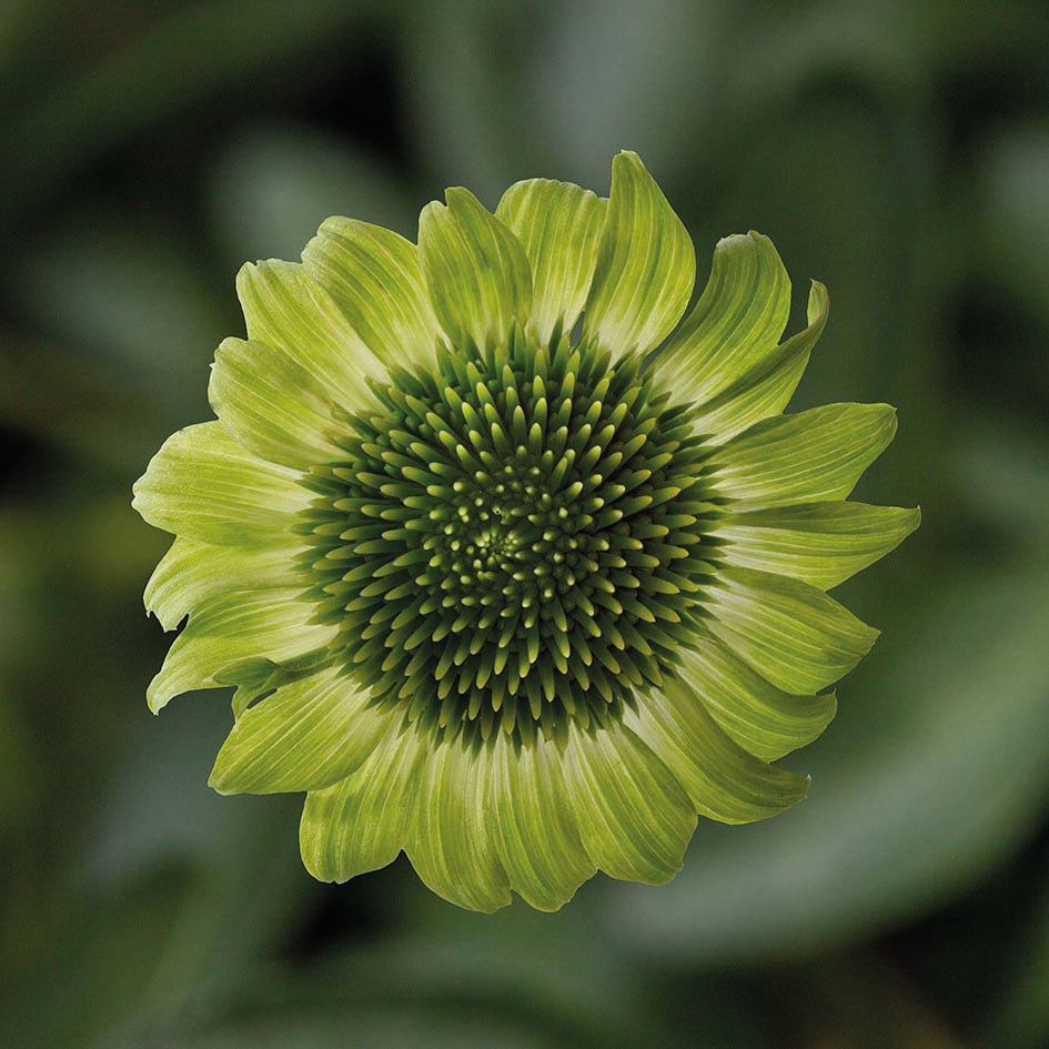 Echinacea Prairie Blaze Green