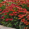 Echinacea Artisan Red Ombre