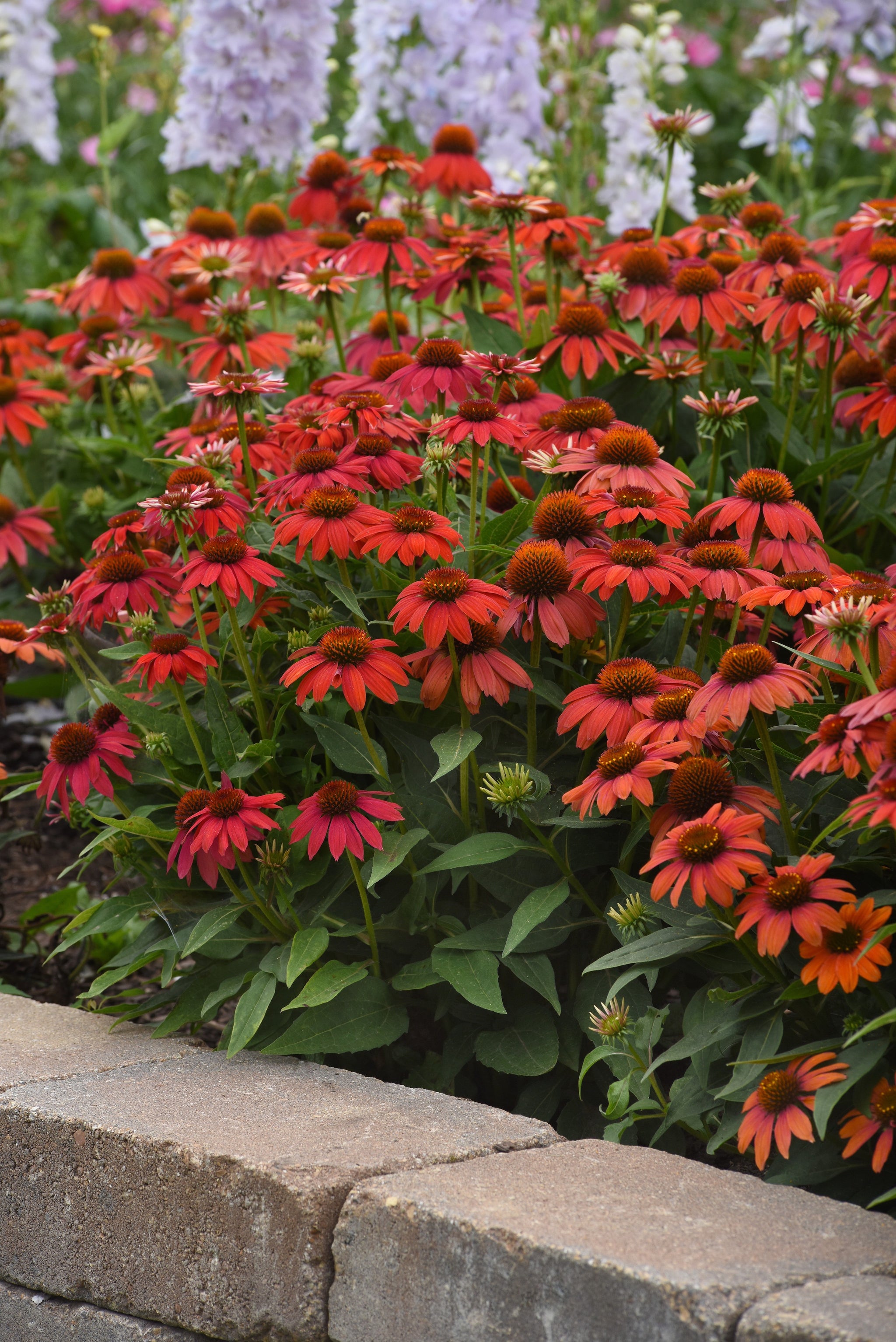 Echinacea Artisan Red Ombre