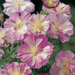 Eschscholzia Thai Silk Appleblossom