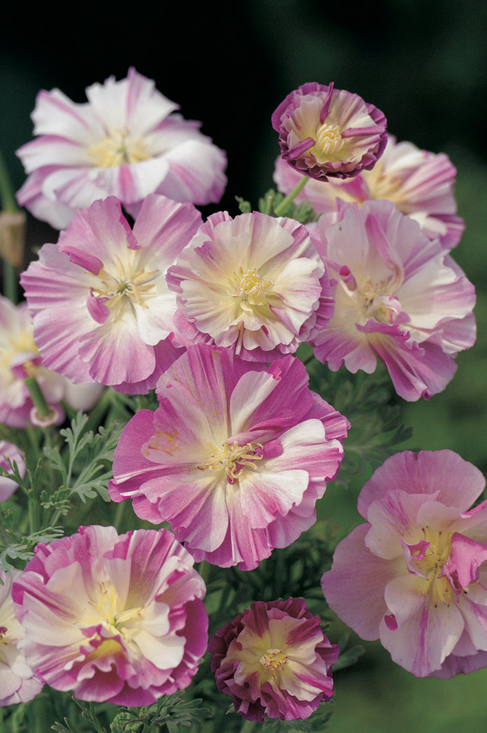 Eschscholzia Thai Silk Appleblossom