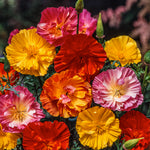 Eschscholzia Ballerina Mix