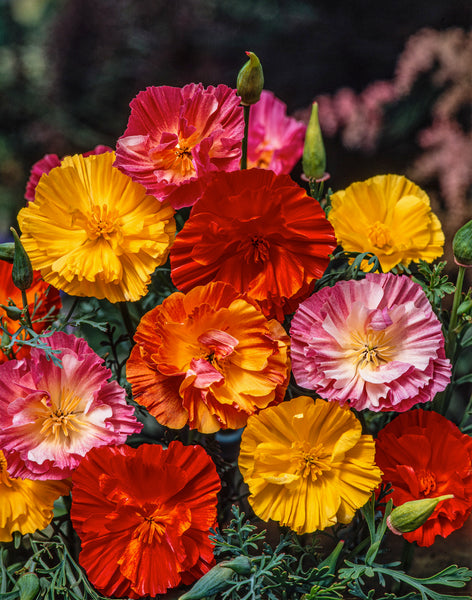 Farms - 1 lb Mikado California Poppy Garden Flower Seeds - Gold Vault Bulk Seed Packet, Size: One Pound Farms - 1 lb Mikado California Poppy Garden Flower Seeds - Gold Vault Bulk Seed Packet, Size: One Pound
