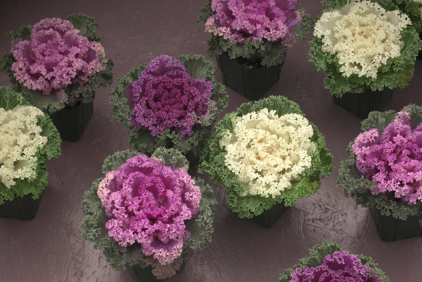 Flowering Kale Fringed Formula Mix F1 Hybrid