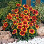 Gaillardia Arizona Sun