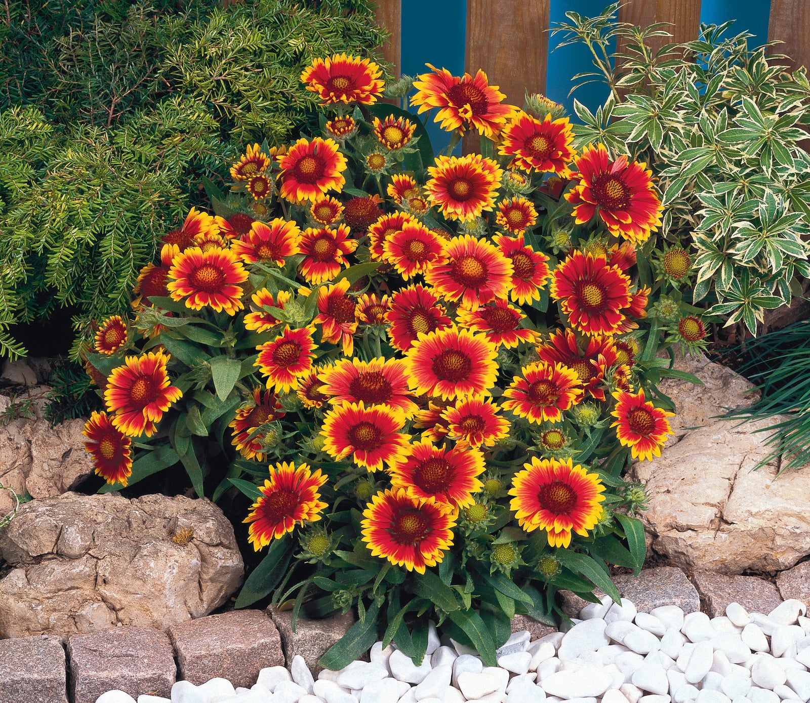 Gaillardia Arizona Sun