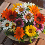 Gazania New Day Mix F1 Hybrid