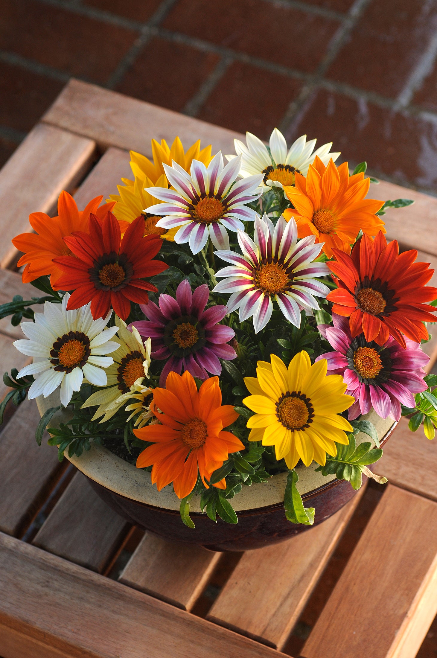 Gazania New Day Mix F1 Hybrid