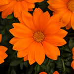 Gazania New Day Clear Orange F1 Hybrid
