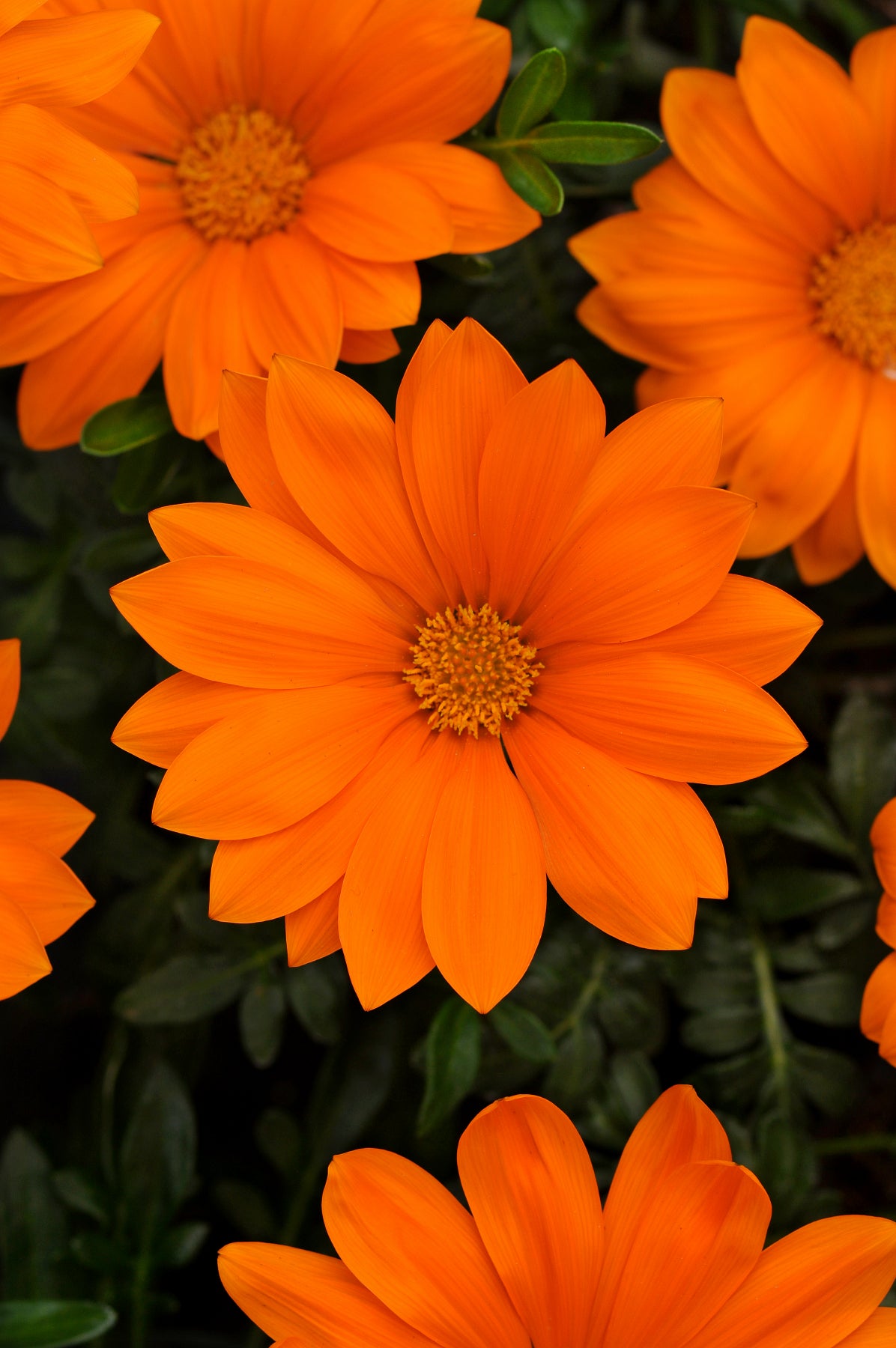 Gazania New Day Clear Orange F1 Hybrid