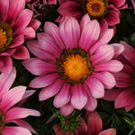 22425_FREE