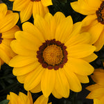 Gazania New Day Yellow F1 Hybrid