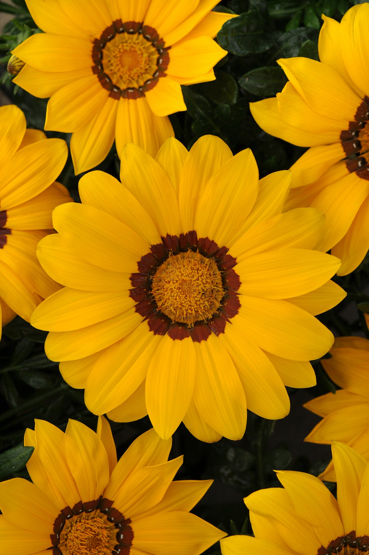 Gazania New Day Yellow F1 Hybrid