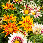 Gazania Tiger F1 Hybrid Mix