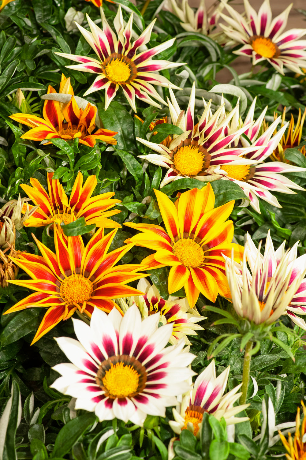 Gazania Tiger F1 Hybrid Mix