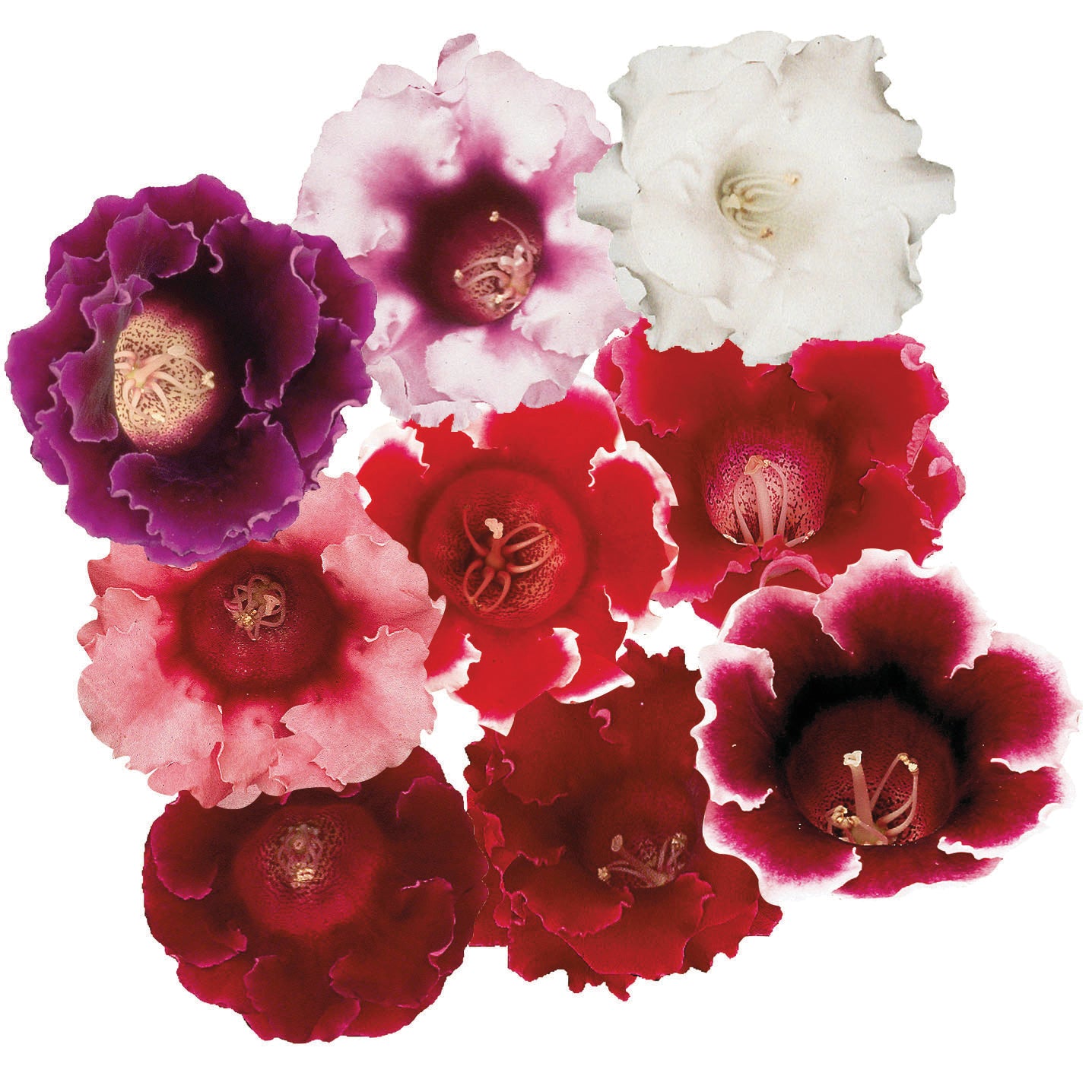 Gloxinia Avanti Mix F1 Hybrid