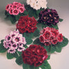 Gloxinia Avanti Mix F1 Hybrid