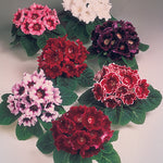Gloxinia Avanti Mix F1 Hybrid
