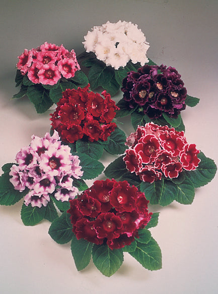 Gloxinia Avanti Mix F1 Hybrid