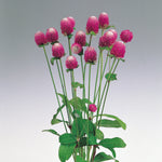 23680_FREE