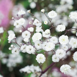 23825_FREE