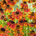 Helenium Helena Red Shades