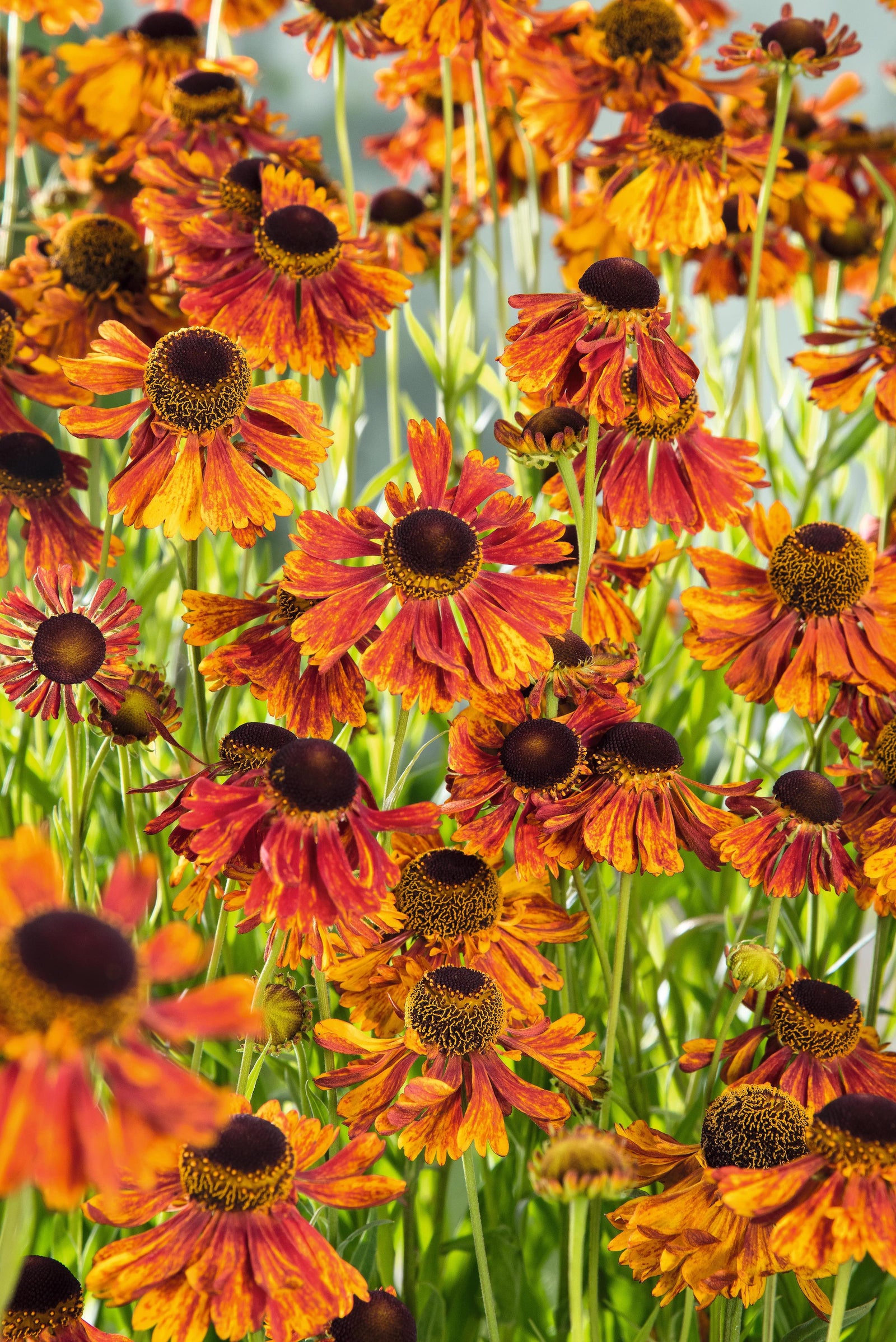 Helenium Helena Red Shades