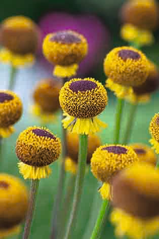 Helenium Autumn Helenium Autumn Lollipop – Egmont Seeds