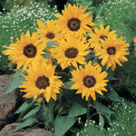 Helianthus Pacino Cola
