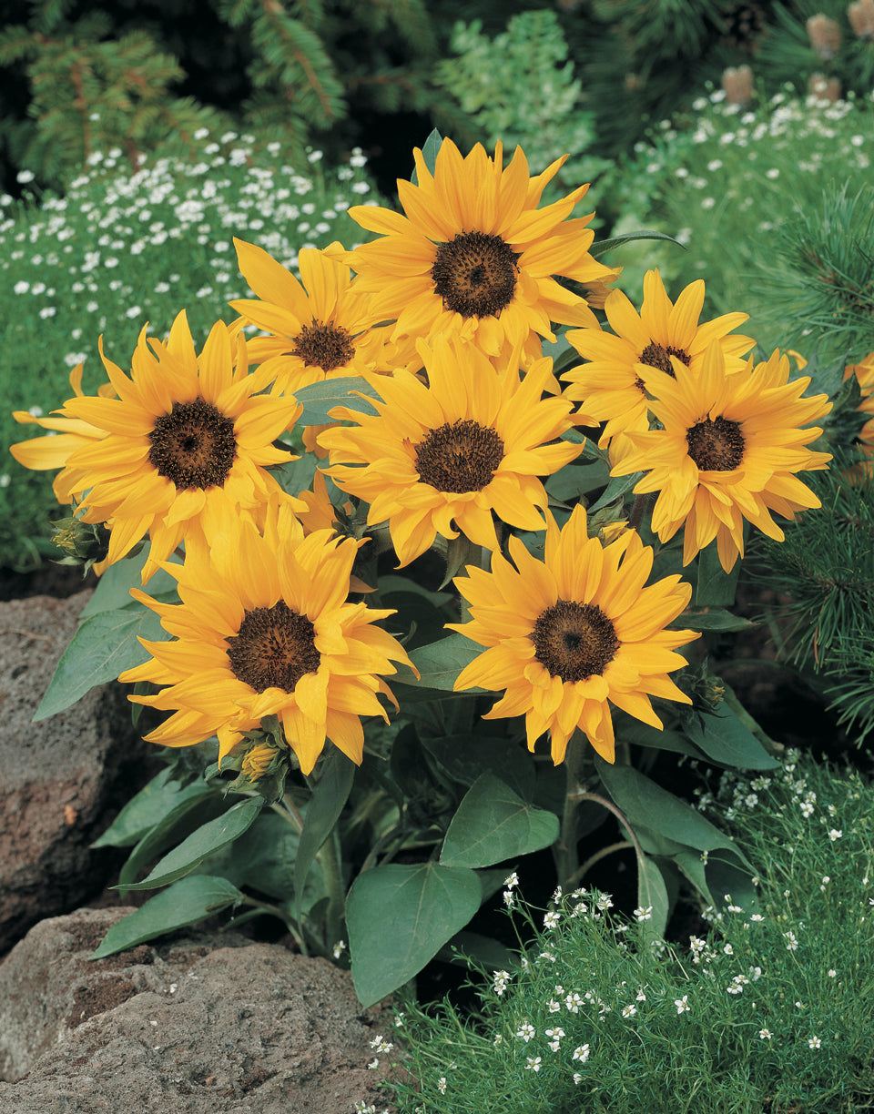 Helianthus Pacino Cola