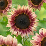 Helianthus ProCut Plum