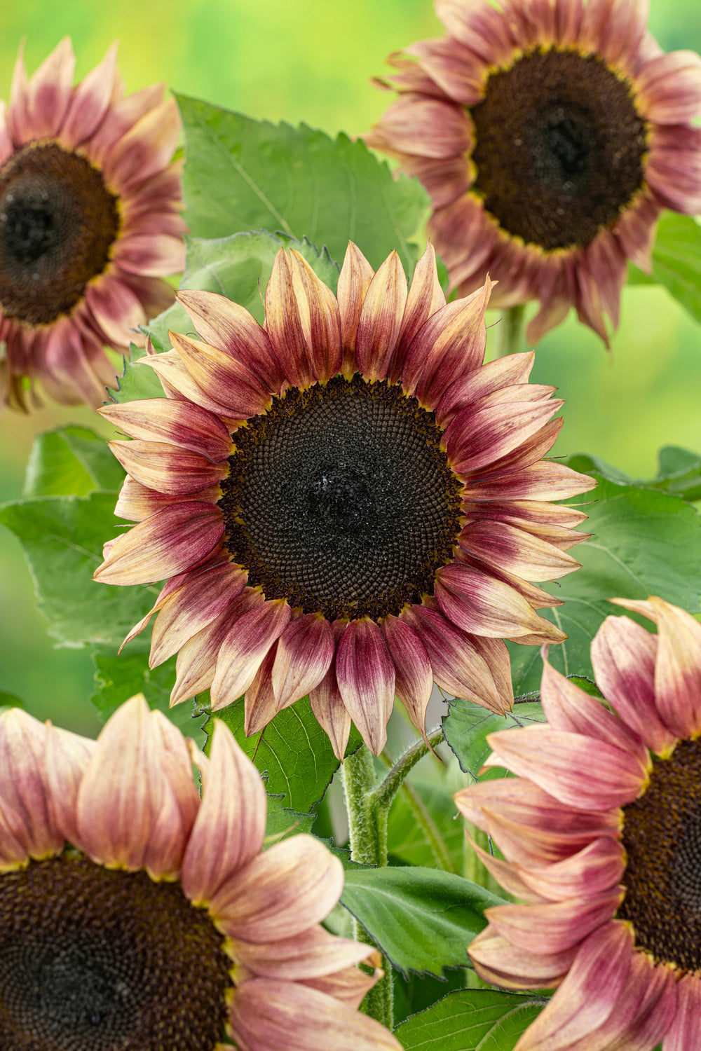 Helianthus ProCut Plum