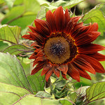 Helianthus Moulin Rouge F1 Hybrid