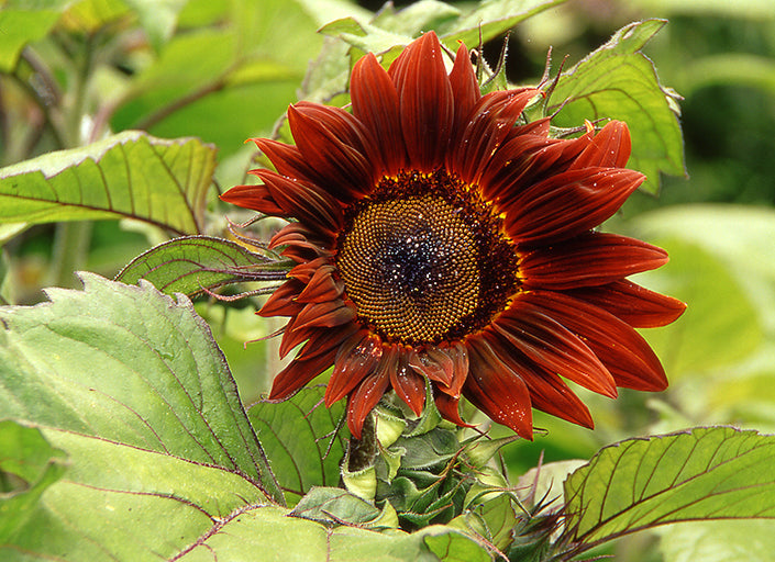 Helianthus Moulin Rouge F1 Hybrid