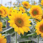 Helianthus Sunrich Irish Gold