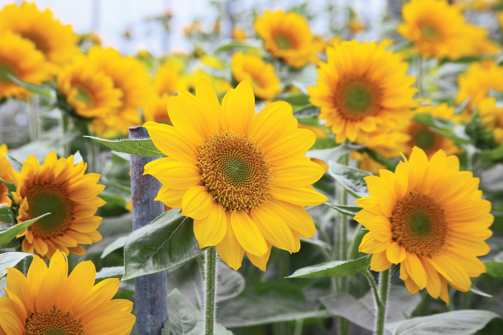 Helianthus Sunrich Irish Gold