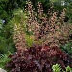Heuchera Melting Fire