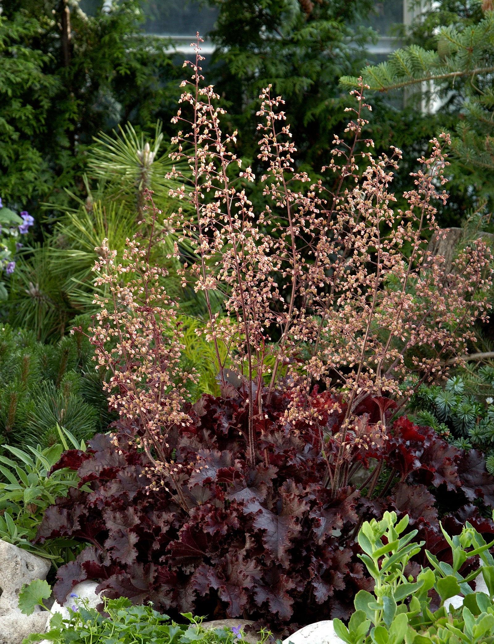 Heuchera Melting Fire