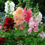 Hollyhock Dwarf Marjorette Mix