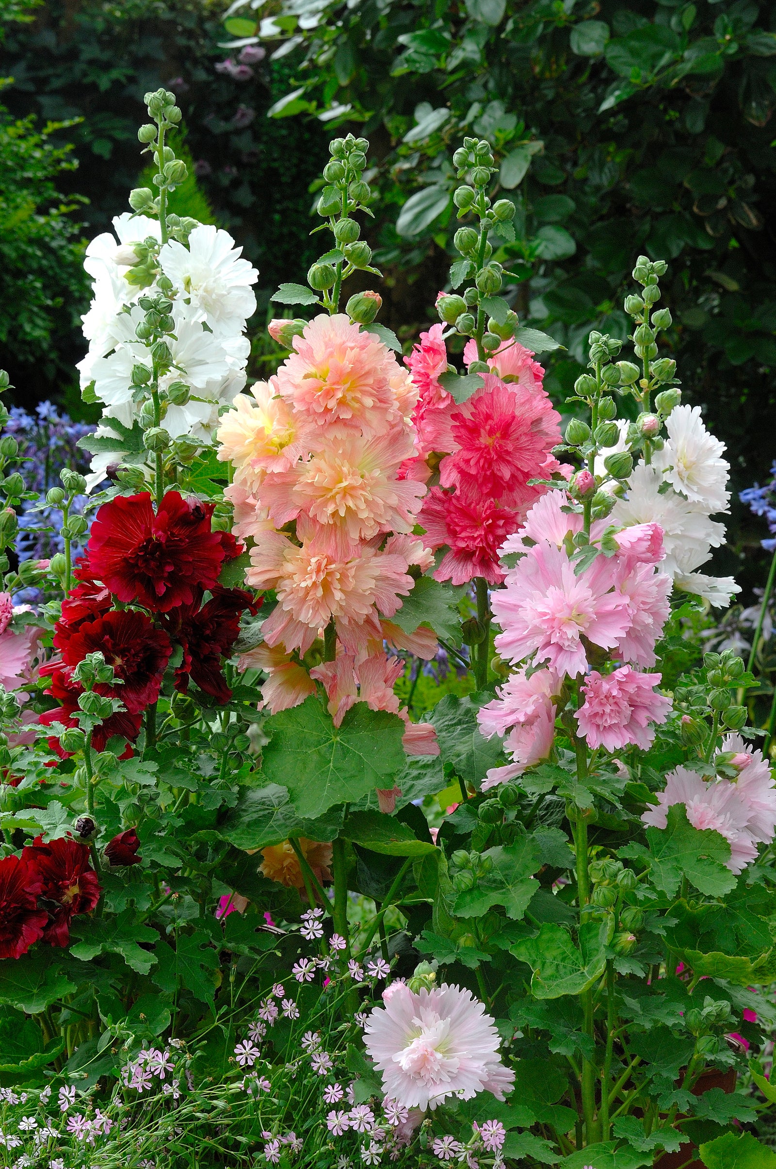 Hollyhock Dwarf Marjorette Mix