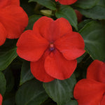 Impatiens Beacon Bright Red