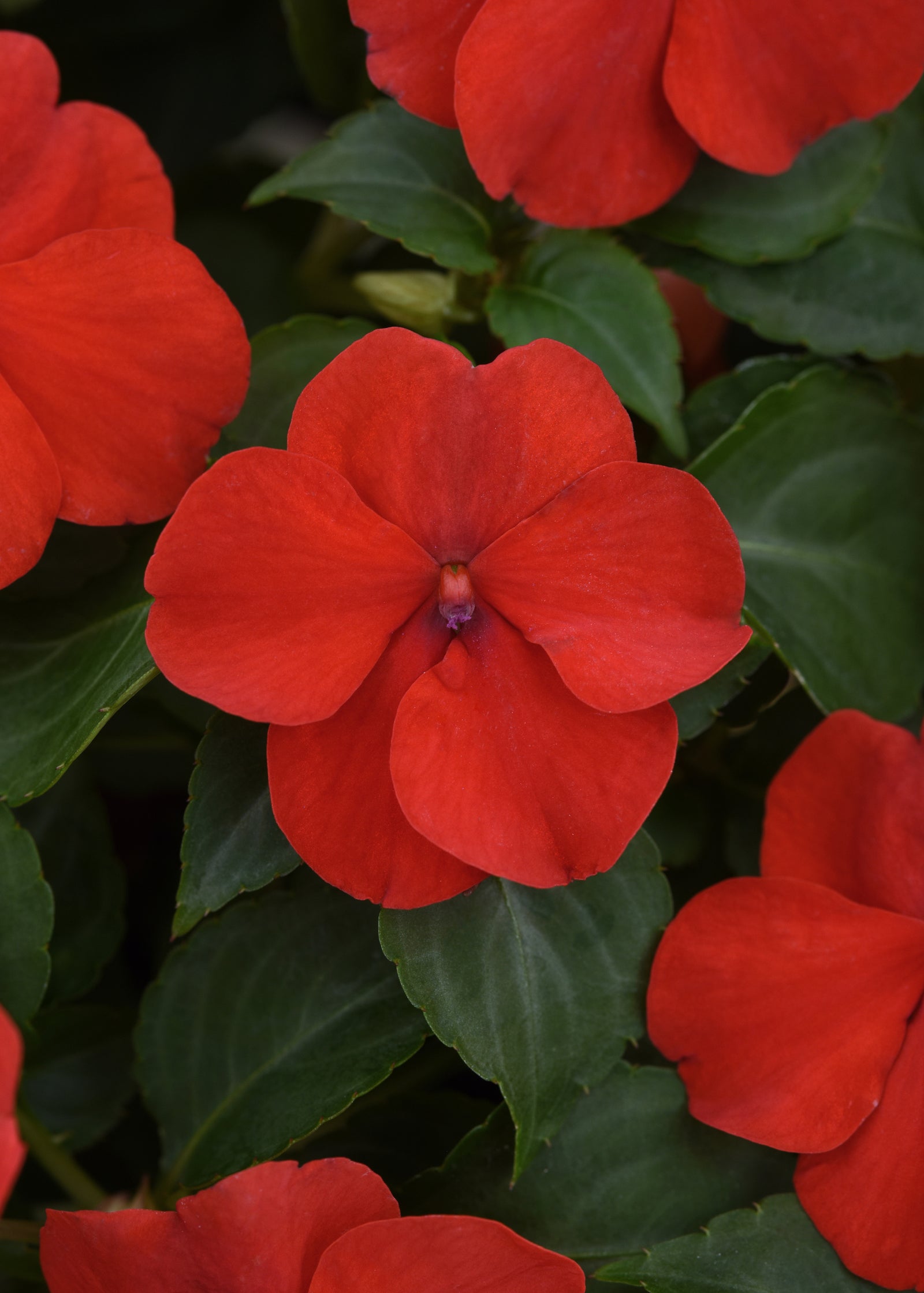 Impatiens Beacon Bright Red