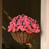 Impatiens Beacon Coral